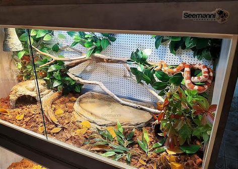 Cornsnakes Enclosure, Corn Snake Enclosure Ideas, Snake Enclosure Ideas, Corn Snake Enclosure, Bearded Dragon Tank Setup, Pet Enclosures, Animal Homes, Snake Terrarium, Pet Snakes