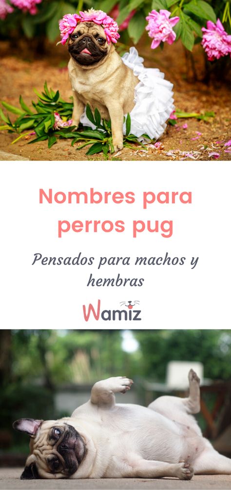 ¿Estás a punto de compartir tu vida con un adorable carlino y aún no sabes cómo llamarlo? A continuación te mostramos la lista con los mejores nombres para pug macho y hembra.  #nombresparaperros #nombresperro #nombrespug #carlinos #pugs Pug, Dogs, Movie Posters, Animals, Film Posters