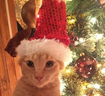 Orange cats. Christmas cats.  Merry Merry. I hate this hat VERY. Natal, Cat With Christmas Hat Pfp, Silly Christmas Cat, Cat Christmas Meme, Merry Christmas Pfp, Orange Cat Christmas, Cat In Christmas Hat, Cat With Christmas Hat, Merry Christmas Cats