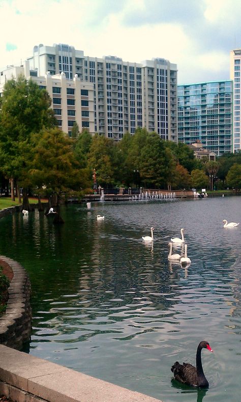 Lake Eola - Orlando, FL Lake Eola Orlando, Lake Eola, Orlando Parks, Downtown Orlando, Amelia Island, Winter Park, Orlando Fl, Orlando Florida, College Life