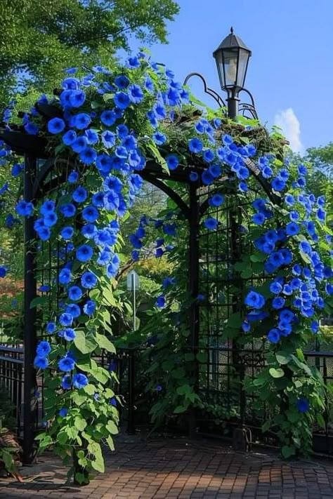 Morning Glory Planting Ideas, Morning Glory Trellis, Morning Glory Vine, Vine Plants, Blue Morning Glory, Morning Glory Flowers, Blue Morning, Front Garden Landscape, Beautiful Home Gardens