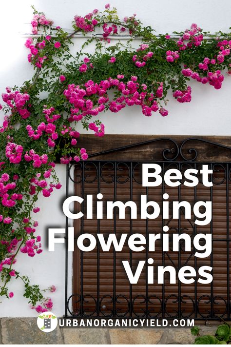 Grow Vines On Fence, Flower Creepers Climbing Vines, Vines In Garden, Pergola Plants Vines Patio, Flowers For Pergola, Flowers On House Wall Exterior, Wall Vines Outdoor, Pink Vine Flowers, Plants That Vine Trellis