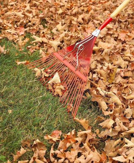 Fall Garden Checklist, Reseeding Lawn, Fall Lawn Care, Garden Checklist, Fall Lawn, Lawn Care Schedule, Home Maintenance Checklist, Lawn Care Tips, Landscape Maintenance