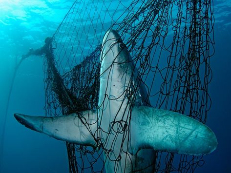 Ocean Habitat Destruction Thresher Shark, Ocean Habitat, Bluefin Tuna, Habitat Destruction, Steve Mccurry, Fishing Nets, Water Resources, Photo Series, Underwater Photography