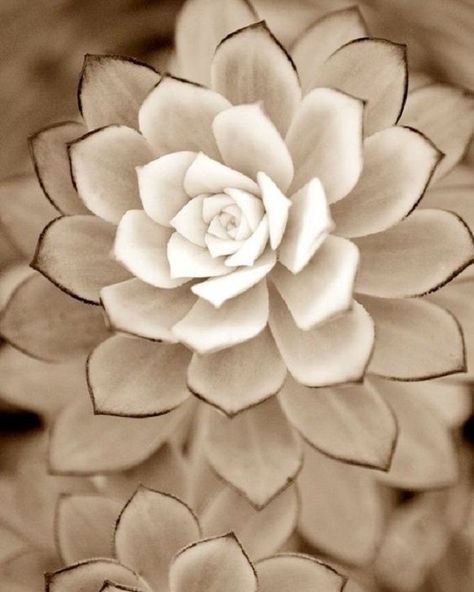 Succulents are a hardy bunch, known mainly for their ability to withstand drought conditions. They’re...Read More » White Desert, Succulent Gardening, Unusual Plants, Brown Trim, Cactus Y Suculentas, Cactus Garden, Nature Plants, Pretty Plants, Cactus And Succulents