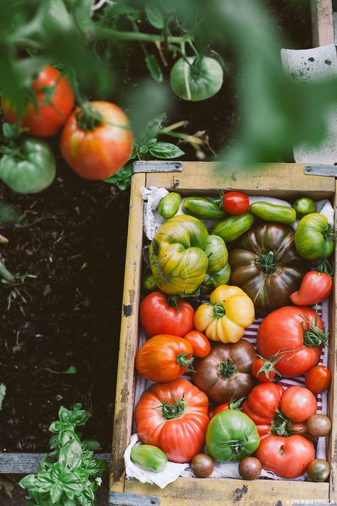 Growing Organic Tomatoes, Vegetables Photography, Tomato Farming, Growing Tomatoes In Containers, Organic Tomatoes, Tomato Garden, Garden Photography, Growing Tomatoes, Heirloom Tomatoes