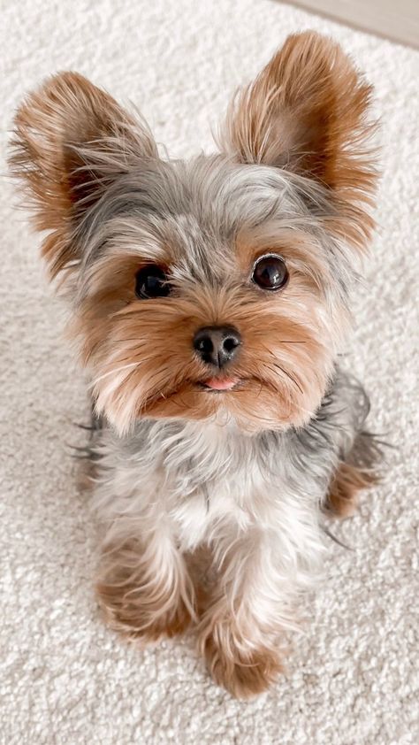 Dog Yorkie, Dog Tattoo Ideas, Baby Otter, Puppy Sketch, Wallpaper Dog, Dog Aesthetic, Cute Dogs Images, Very Cute Puppies, Yorkie Puppies