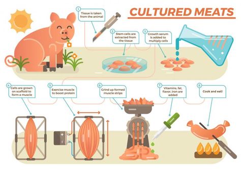 artificial meat Lab Grown Meat, Meat Illustration, Steps Illustration, Tyson Foods, Matt Anderson, Inflection Point, Agriculture Industry, Cell Line, University Of Alberta