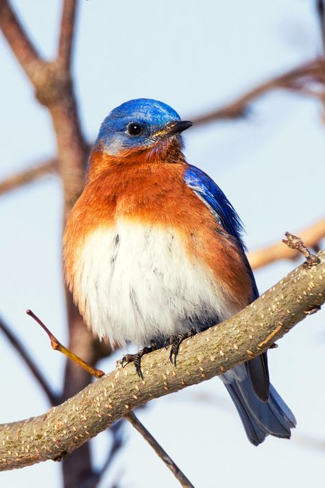 17 Incredible BLUE BIRDS of North America | Eastern Bluebird Ohio Birds, Royal Blue And Orange, Orange Birds, Blue Bird Art, Birds Of North America, End Of Spring, Nest Box, California Mountains, Eastern Bluebird