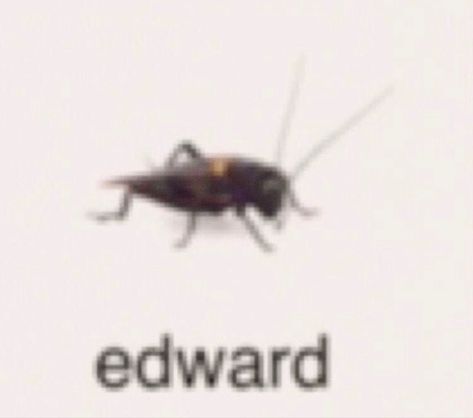 meme reaction pic bugs with names edward cricket Humour, Cockroach Meme, Insects Names, Hi Welcome To Chili's, Söpö Kissa, Bug Collection, Cool Bugs, A Bug, What’s Going On