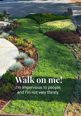 Drought Tolerant Landscape Front Yard, Drought Tolerant Grass, Grass Alternative, Lawn Alternatives, Drought Tolerant Landscape, Lawn And Landscape, Landscape Designs, Ground Cover Plants, Have Inspiration