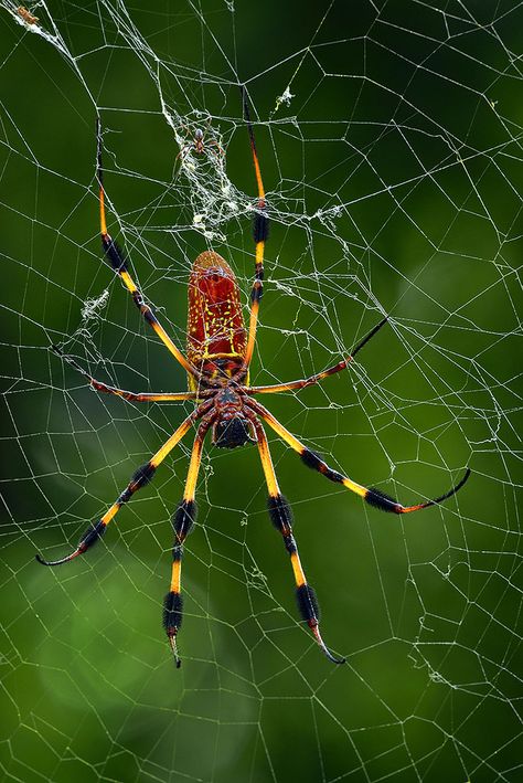 Banana Spider, Beautiful Spiders, Spider Web Drawing, Yellow Spider, Arachnids Spiders, Orb Weaver, Spider Species, Spider Web Tattoo, Garden Spider