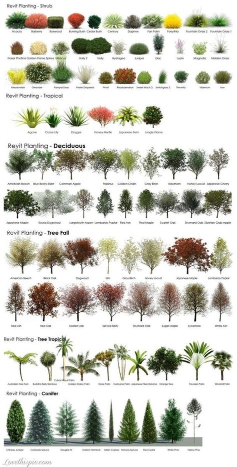 Project D, Landscaping Trees, Planting Shrubs, Front Yard Landscaping Simple, Front House Landscaping, Next Home, House Landscape, Front Yard Landscaping Design, Covent Garden