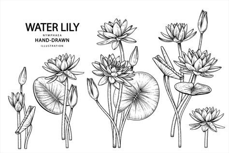 Water Lily Drawing, Water Lily Tattoos, Water Lily Flower, Lilies Drawing, Lily Flower Tattoos, Lola Bunny, Decorative Set, Lotus Art, Lily Tattoo