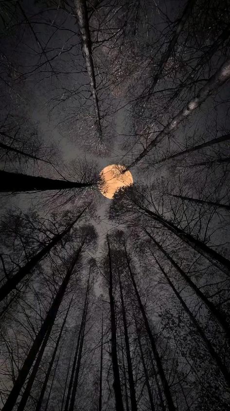 Night Moon Aesthetic, Sky Vibes, Calming Songs, Wallpaper Night, Dark Forest Aesthetic, Blue Moon Photography, Moving Backgrounds, Dark Nature, Moon Aesthetic