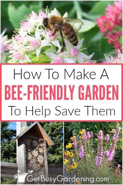 Are you interested in creating a beautiful bee-friendly garden this year? From learning how to design a safe place for them, to how to maintain it for years to come, I’ve created an essential guide for home gardeners who want to attract these natural pollinators to their yards. Get key tips for choosing flowers in the best colors for bees, and useful information on what else they need to thrive, like fresh water and sunshine. You can help save the bees by planting a flower garden this year! Water For Bees, Backyard Hacks, Honey Bee Garden, Vegetable Beds, Bee Friendly Flowers, Bee Friendly Plants, Backyard Bee, Modern Homestead, Summer Gardening