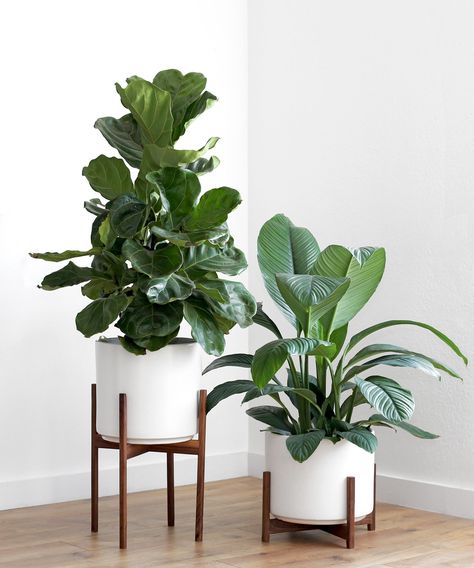 Diy Planters Indoor, Mid Century Modern Plants, Mid Century Modern Planter, Modern Planter, نباتات منزلية, Living Room Plants, Wood Plant Stand, Plant Decor Indoor, Plant Stand Indoor