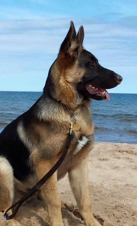 "So beautiful" Beach Dogs, Shepard Dog, German Sheperd Dogs, Dog German, German Shepards, Gsd Puppies, Beach Pics, Shepherd Dogs, Cute Dogs And Puppies