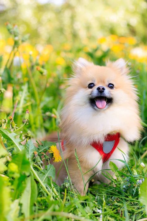 A smiling Pomeranian dog in the grass . A red - haired Pomeranian . A pet on a walk. Photo for the cover . Animal photo stock photos Dog Walking Advertisement, Photo Advertisement, Walk Photo, Red Grass, Photo Stock Images, Pomeranian Dog, Green Park, The Grass, Animal Photo