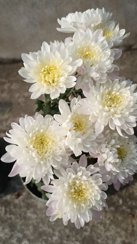 Crysantenum Flower, Chrysanthemum Flower Arrangement, White Chrysanthemum Flower, White Chrysanthemum, Wedding Vision, Chrysanthemum Flower, Flowers Aesthetic, White Garden, Favorite Flower