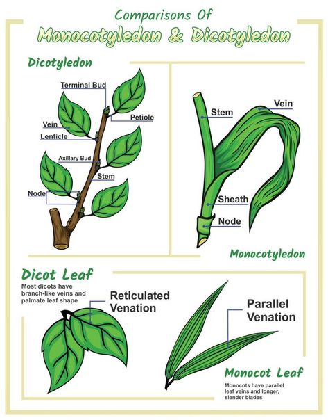 Difference between monocot leaf and dicot leaf Monocot And Dicot Plants, Agriculture Ideas, Anatomy Education, Creative Mind Map, Biology Plants, Agricultural Engineering, Plant Physiology, Plant Sketches, Leaf Structure