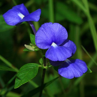 Otacanthus caeruleus - Brazilian Snapdragon, Amazon Blue Blue Flowering Plants, Hawaiian Plants, Snapdragon Flowers, Day Lilies, Plant Protection, Garden Nursery, Blue Hawaiian, Hawaiian Flowers, Violet Flower