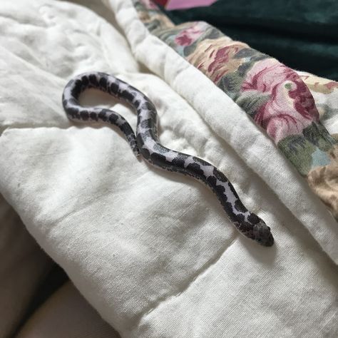 Male 8 month old anery Kenyan sand boa! @stefadrukingdom on Instagram Kenyan Sand Boa, Reptile Pets, Danger Noodles, Pacman Frog, Snake Tank, Brown Acrylic, Cute Reptiles, Cute Snake, Reptiles Pet