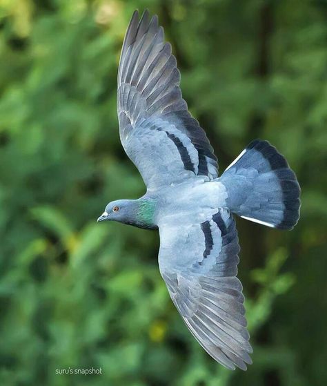 Pigeon Reference, Pigeons Flying, Pigeon Flying, Pigeon Photography, Pigeon In Flight, Feral Pigeon, Racing Pigeon Lofts, Flying Pigeon, Pet Pigeon