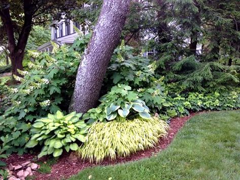 Sally Barker is excited to share an updated glimpse at her garden in Baltimore, Maryland | Fine Gardening Magazine Oak Leaf Hydrangea Landscaping, Oakleaf Hydrangea Landscape, Backyard Redesign, Oak Leaf Hydrangea, Midwest Garden, Gardening Style, Wooded Backyard, Japanese Fountain, Spring Landscaping