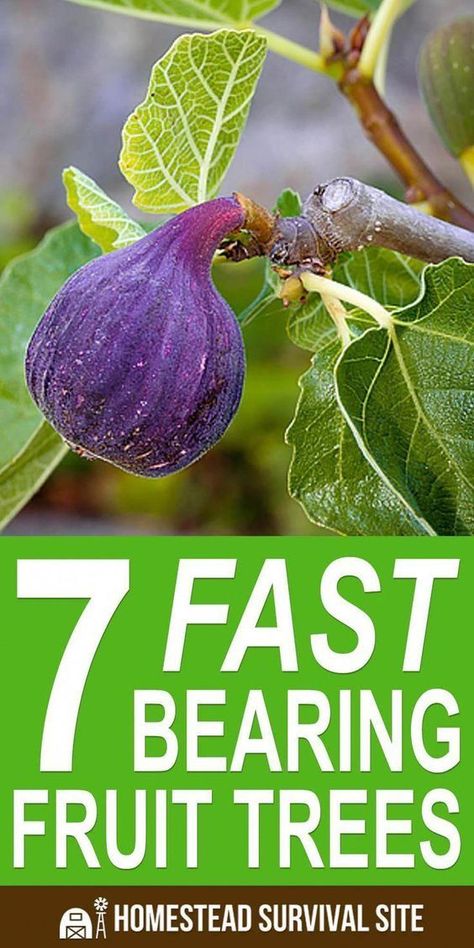 Most fruit trees take a long time to start bearing fruit, but there are some varieties that will give you fruit in just a few years. #homesteadsurvivalsite #homesteading #offgrid #fruittrees #gardening Plantarea Legumelor, Fruit Tree Garden, Grow Avocado, Growing Fruit Trees, Veg Garden, Home Vegetable Garden, Homestead Survival, Organic Gardening Tips, Hydroponic Gardening