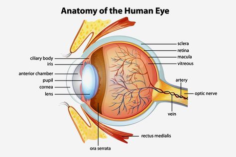 30 Amazing Facts About Human Eyes For Kids, With Diagrams Eyeball Diagram, Eyeball Anatomy, Human Eye Diagram, Human Eye Anatomy, Parts Of An Eye, Human Eyeball, Eye Anatomy, Eye Facts, Facial Anatomy