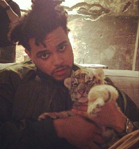 The Weeknd Icons, The Weeknd Background, Starboy The Weeknd, The Weeknd Poster, Abel Makkonen, Abel The Weeknd, 2013 Swag Era, Abel Tesfaye, Baby Tiger