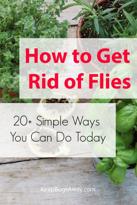 How to Get Rid of Flies: 20 Simple Ways to Kill Flies Effectively White Fly Remedy How To Get Rid, Kill Flies Outside, How To Get Rid Of White Flies In Garden, How To Get Rid Of Flies Outside, How To Get Rid Of Flies, Natural Ways To Get Rid Of Flies, How To Get Rid Of Spotted Lantern Flies, How To Get Rid Of Flies Outside Patio, Fly Repellant Diy Outdoors Essential Oil