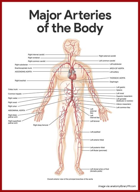 Cardiovascular System Anatomy and Physiology: Study Guide for Nurses Study Guides, Cardiovascular System Anatomy, Anatomy And Physiology Study, Physiology Study, Abdominal Aorta, Cramps Relief, Cardiovascular System, Anatomy And Physiology, Healthy Happy