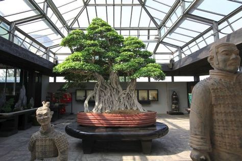 Ficus bonsai at the Crespi Bonsai Museum in Italy, estimated at over 1,000 years old, is thought to be the oldest bonsai tree in the world Ficus Bonsai Tree, Bonsai Nursery, Ficus Bonsai, Pine Bonsai, Bonsai Techniques, Juniper Bonsai, Japanese Bonsai, Indoor Bonsai, Bonsai Art