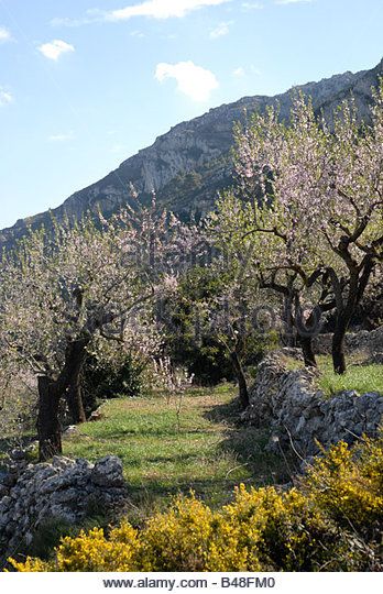 terraced orchard of almond trees in blossom near Benimaurell, Marina Alta, Alicante Province, Comunidad Valenciana, - Stock Image Orchard On Hillside, Orchard On A Slope, Hillside Orchard, Almond Tree Blossom, Almond Orchard, Sloped Backyard Landscaping, Landscaping A Slope, Orchard Garden, Orchard Tree