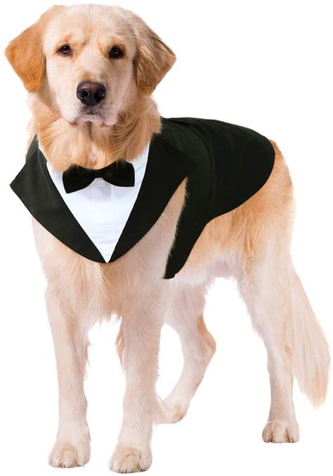 Dog Tuxedo Wedding, Dog Tux, Dog Lion Mane, Dog Wedding Bandana, Perros Golden Retriever, Formal Dog, Dog Wedding Attire, Dog Tuxedo, Bow Tie Shirt