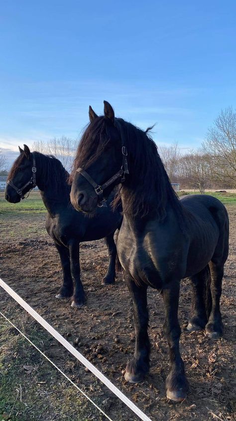 Friesian Aesthetic, Friesen Horses, Caballos Frisian, Freisen Horses, Horse Fresian, Horse Photography Poses, Percheron Horses, Horsey Life, Friesian Horses