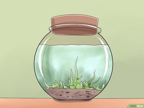 How to Make a Closed Aquatic Ecosystem (with Pictures) - wikiHow Diy Biosphere, Diy Ecosphere, Carboy Terrarium, Biosphere Ecosystem, Enclosed Ecosystem, Aquatic Biome, Closed Ecosystem, Apartment Aquaponics, Aquatic Terrarium