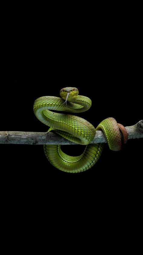 Green snake Green Snake Wallpaper, Green Snake Tattoo, Taipan Snake, Snake Bite Piercing Tongue, Snake Bites Piercing, Green Serpent, Piercing Snake, Snake Green, Piercing Tongue