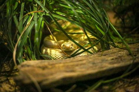 Hidden Snake Snake Hides, Snake In The Grass, Creative Content, The Creator, Collage, Photography, Pins