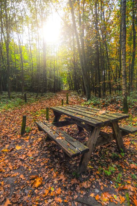 Fish Tank Terrarium, Outside Activities, Picnic Bench, Lake Photos, Autumn Magic, Fruit Painting, Green Park, Free Photography, Beautiful Park