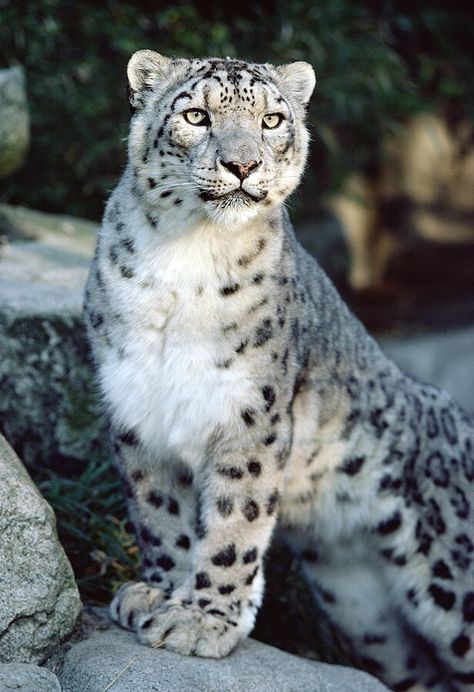 Snow Leopard Training Cats, Cat Guide, Bob Cats, Cats Tips, Cat Mascot, Bob Cat, Woodland Park Zoo, Leopard Tattoos, Gato Grande