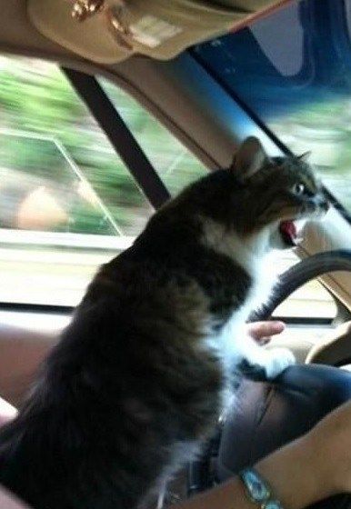 Top 10 Images of Cats Driving Animals, Cat Driving, Images Of Cats, Pictures Of Cats, Cat Hacks, Be Crazy, Cat Owner, Top Ten