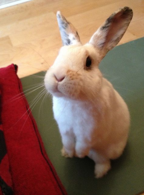 Bunny Looks So Hopeful. Won't You Give Him a Treat? Daily Bunny, Guinea Pig Bedding, Bunny Care, Cute Bunny Pictures, Bunny Mom, Bunny Pictures, Pet Bunny, Bunny Lovers