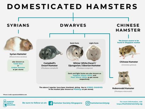 Campbell Hamster, Siberian Hamster, Hamster Species, Chinese Hamster, Roborovski Hamster, Hamster Breeds, Hamster Care, Syrian Hamster, Hamster House