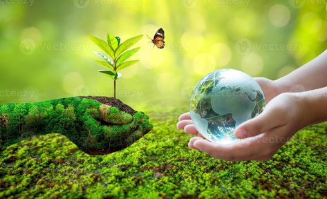 Concept Save the world save environment The world is in the grass of the green bokeh background Growing Seedlings, Save Environment, World Environment Day, Environmental Conservation, Environment Day, Bokeh Background, Green Earth, Save The World, Cityscape Photos