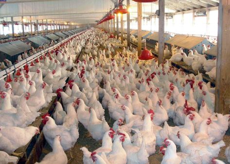 Poultry farming is one of the lucrative businesses you can do anywhere, especially in Nigeria. If you love agriculture and you feel rearing birds will be perfect for you, and if you want to start a small backyard poultry farm continue reading this article, it is for you. Poultry farming is a form of animal husbandry which involves rearing domesticated birds such as chickens, turkeys, ducks, and geese to produce eggs or meat for food. See Wikipedia for more definitions of poultry farming. ... Poultry Business, Day Old Chicks, Country Chicken, Farming Business, Animal Husbandry, Backyard Poultry, Farm Eggs, Poultry Farm, Chicken Farm