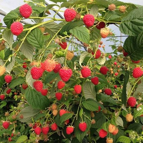 Rasberry Bushes, Raspberry Tree, Raspberry Canes, Raspberry Bush, Raspberry Plants, Raspberry Fruit, Blueberry Bushes, Fall Fruits, Strawberry Plants