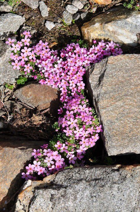 A haiku for difficult times by Shokyu-Ni:  "Violets here and there—  in the ruins of my burnt house." Rock Garden Design, Rock Gardens, Ground Cover Plants, Moon Flower, Garden Stuff, Ground Cover, Rock Garden, Garden Paths, Dream Garden